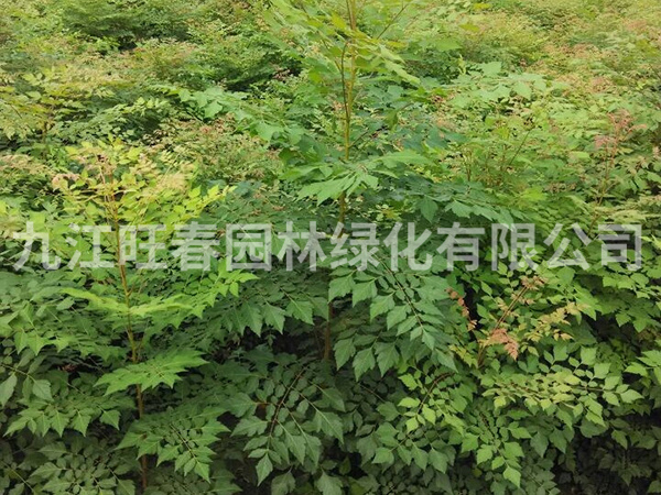 欒樹